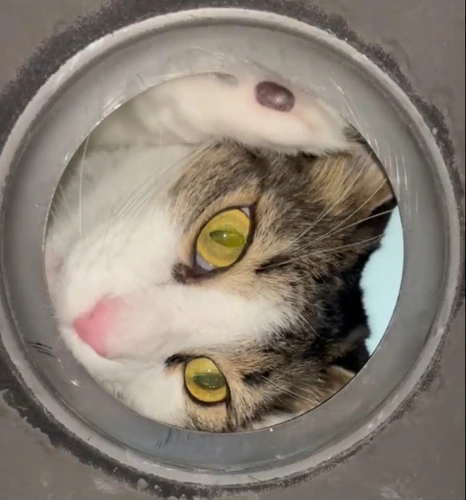 Tabby and white cat looking up through the open drain hole in a kitchen sink during a garbage disposal replacement