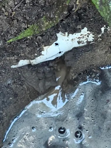 Before the repair: a white PVC water line with a hole through the pipe wall, sitting in wet soil with water pooled beneath it