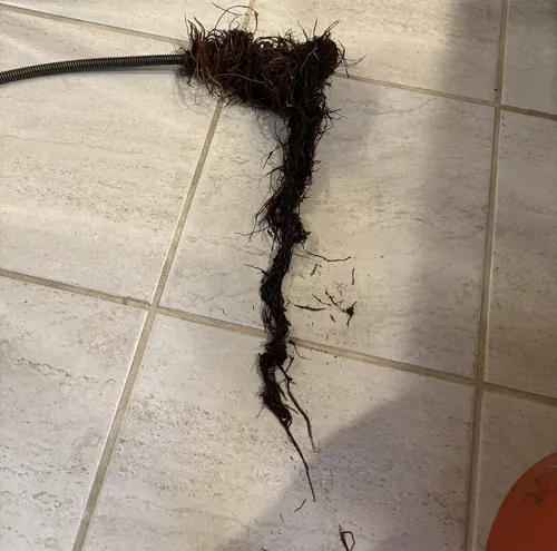 A tangled mass of tree roots pulled out of a toilet drain, still caught on the end of a drain auger cable on a bathroom tile floor in Winter Park